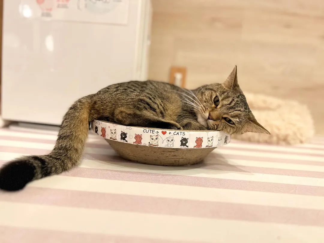 投稿の写真5