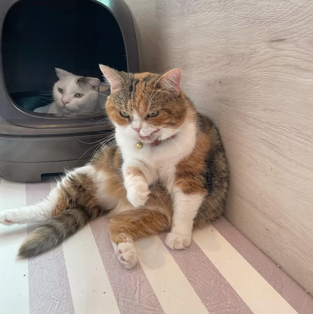 投稿の写真3