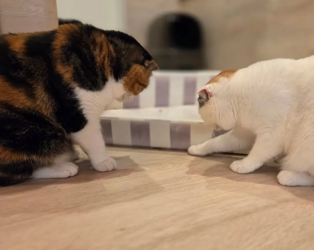 投稿の写真2