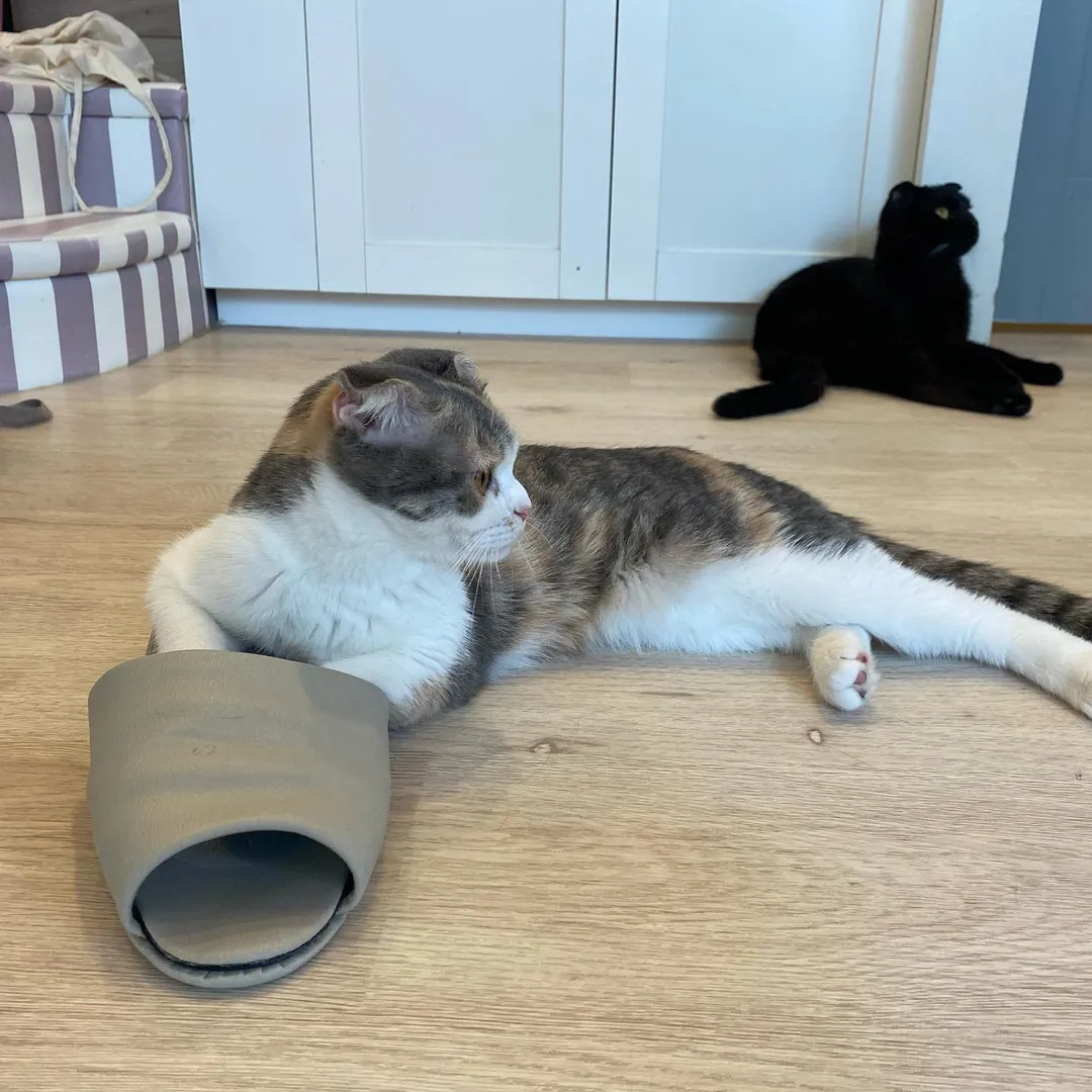 投稿の写真1