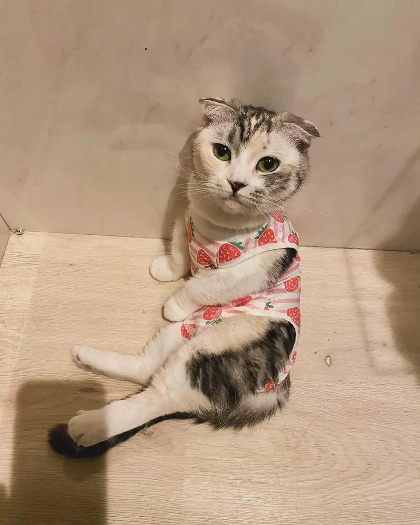 投稿の写真1