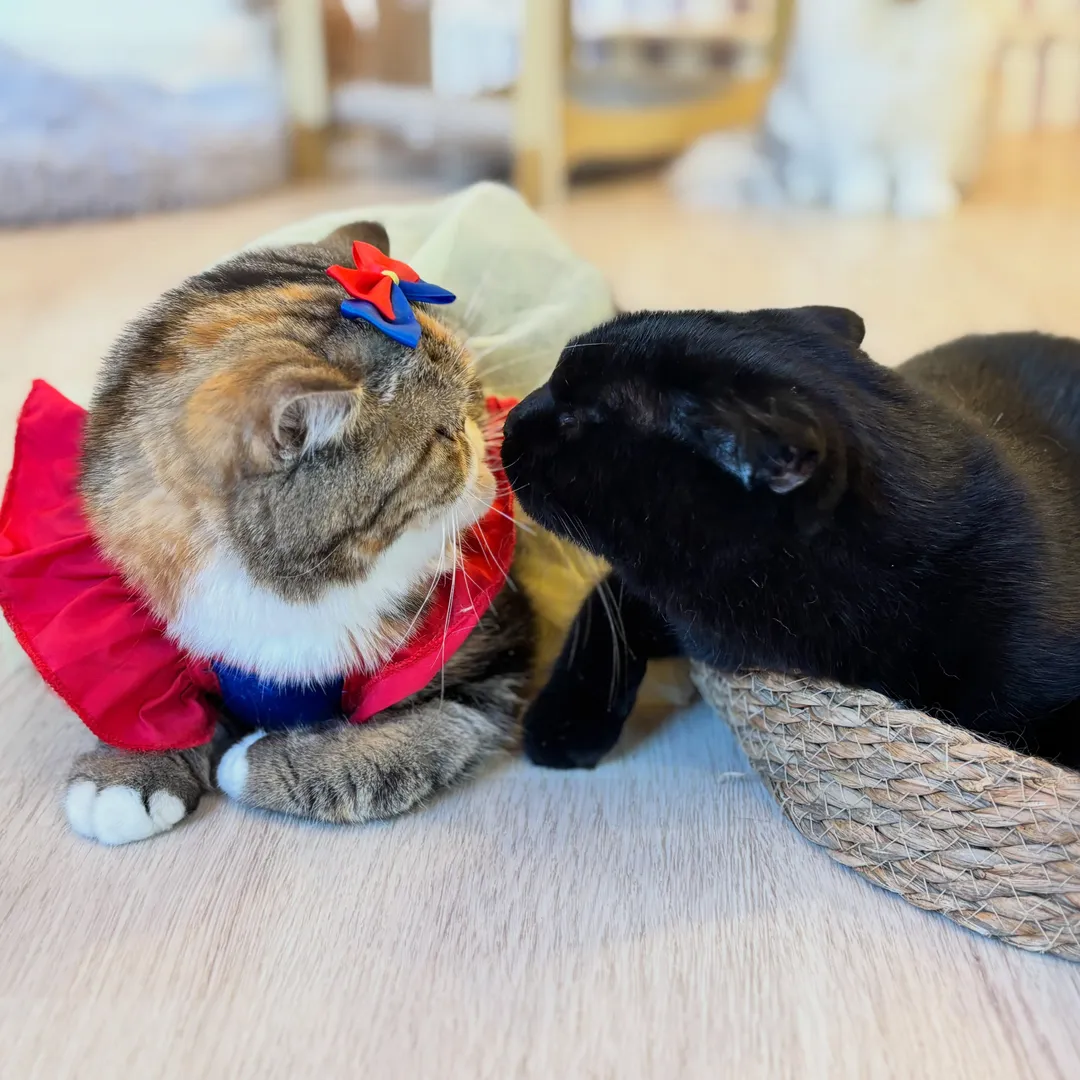 投稿の写真2
