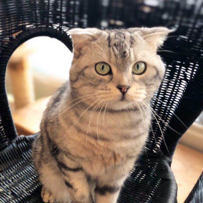 アップロードした画像