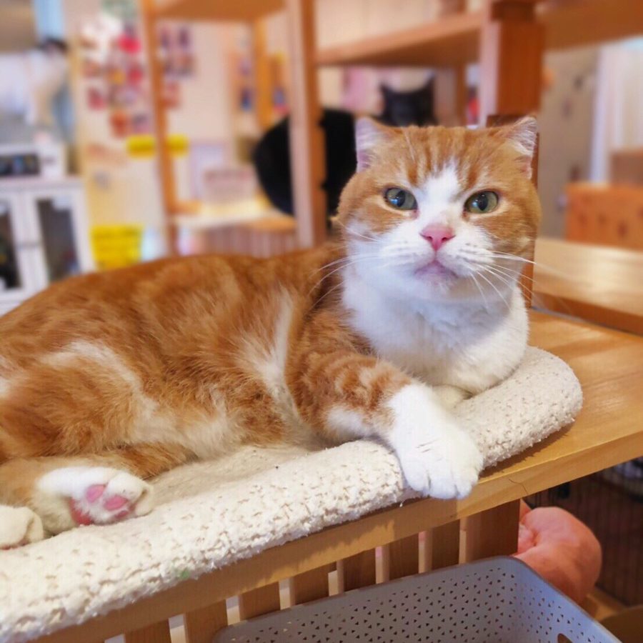 アップロードした画像