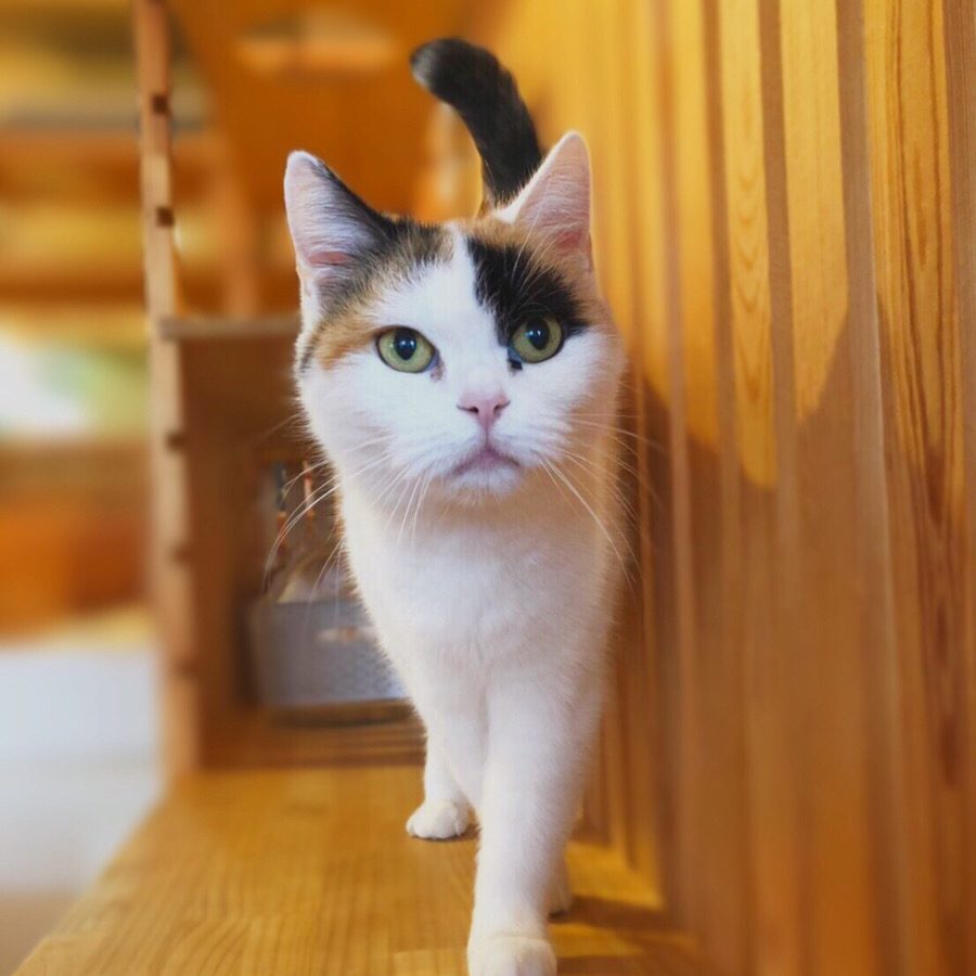 アップロードした画像