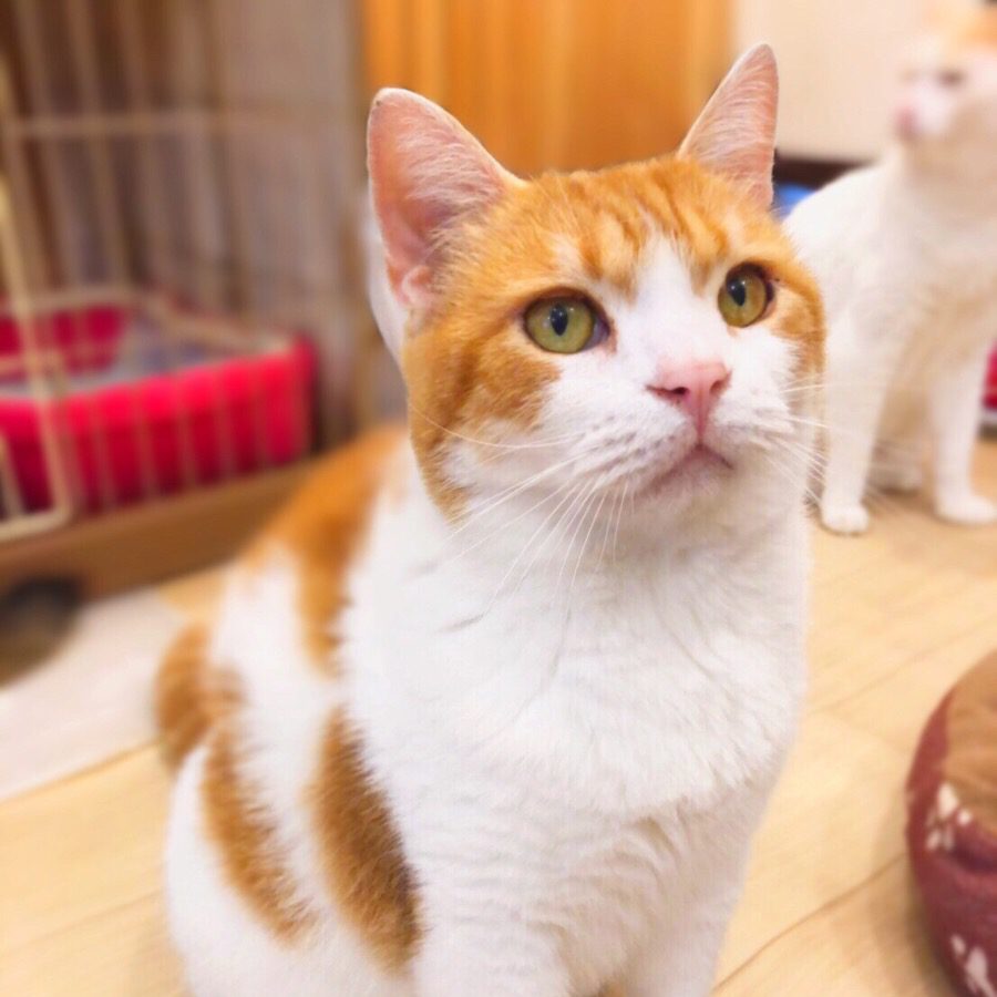 アップロードした画像