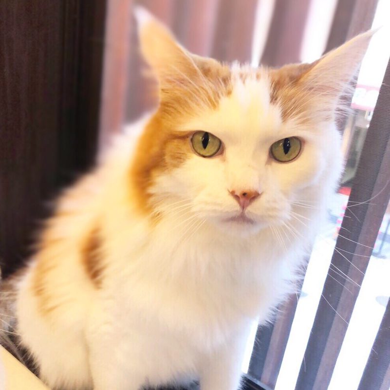 アップロードした画像