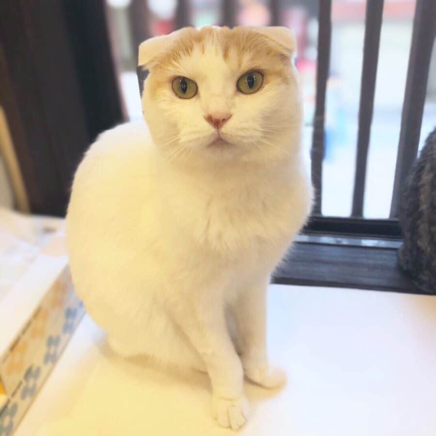 アップロードした画像