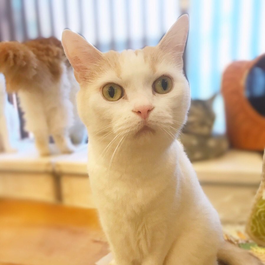 アップロードした画像