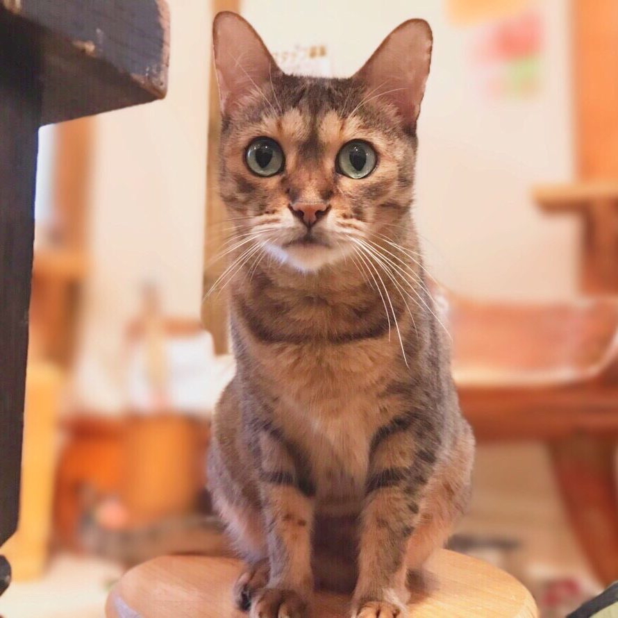 アップロードした画像