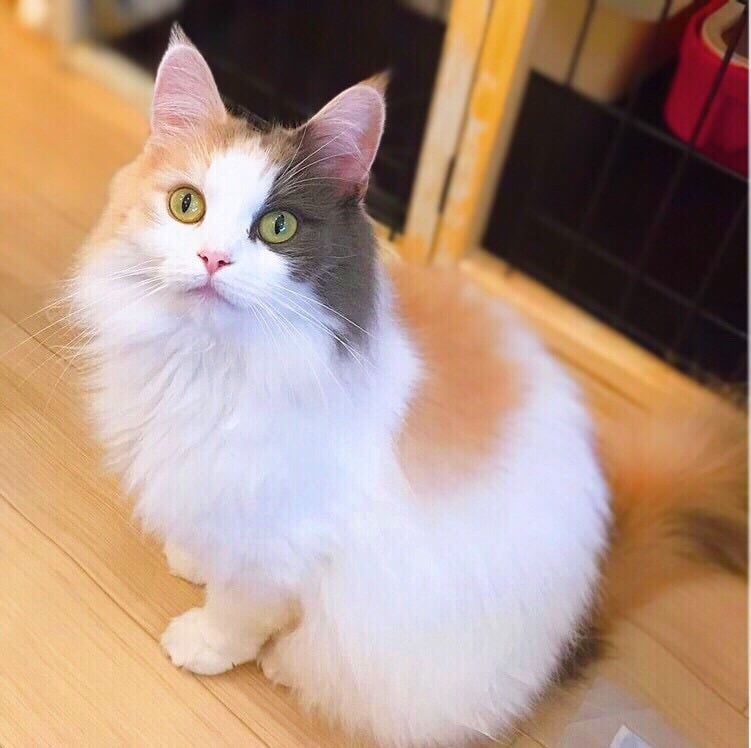 アップロードした画像