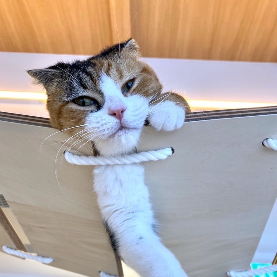 アップロードした画像
