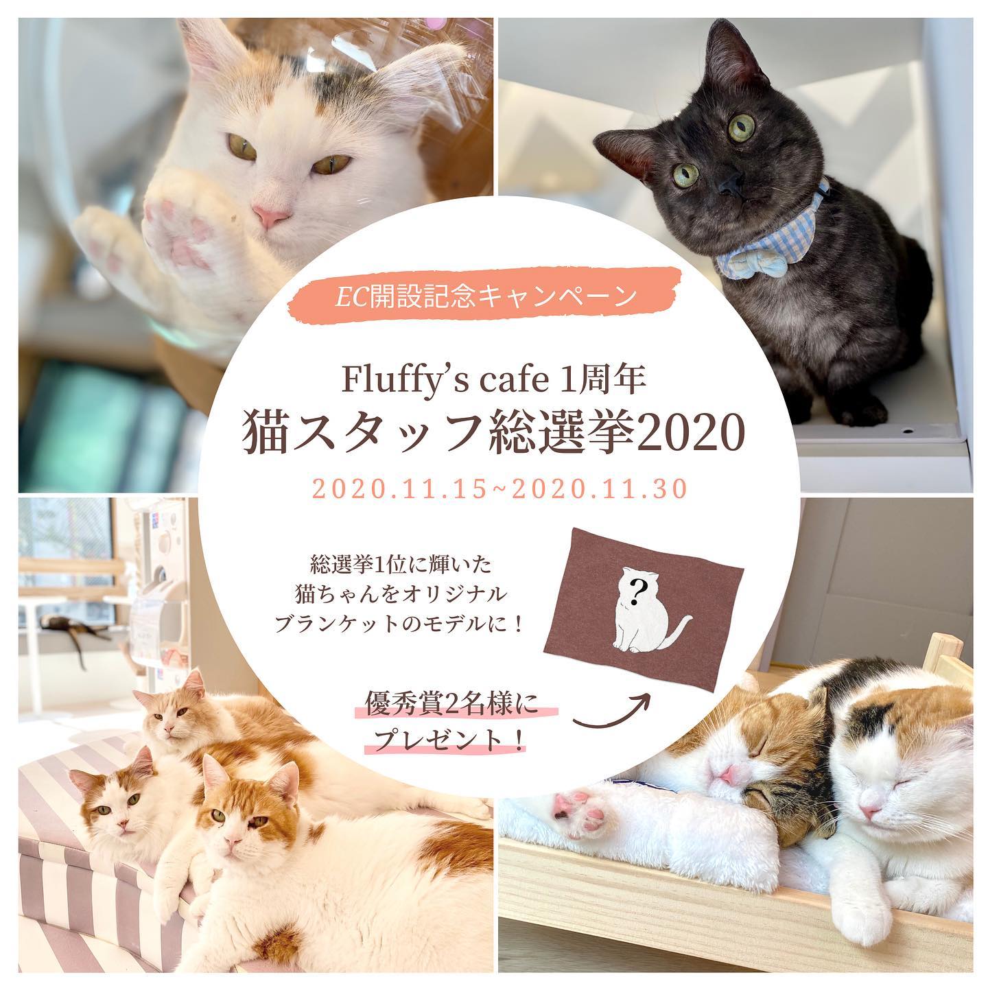 いよいよ本日スタート Fluffy S Cafeオンラインストア開設キャンペーン 兼リニューアル1周年記念猫スタッフ総選挙 Fluffy S Cafe