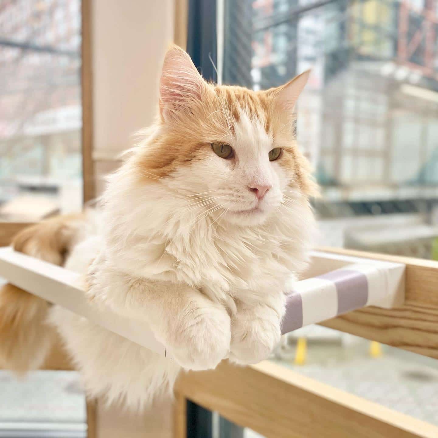 Fluffy S Cafe 京都の猫カフェ犬猫人がfluffy S Cafeとして四条河原町にリニューアルオープン ふわふわもこもこの猫 ちゃんたちがお待ちしております